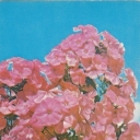 Phlox 