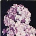 Phlox 
