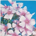 Phlox 