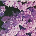 Phlox 