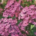 Phlox 