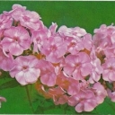Phlox 