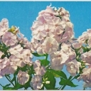 Phlox 