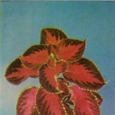 Coleus Blum (Krapivka)