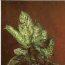 Dieffenbachia spotted