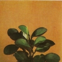 Peperomiya magnolielistnaya