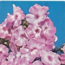 Phlox 