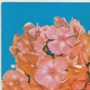 Phlox 