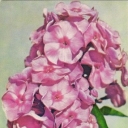 Phlox 