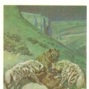The striped hyena