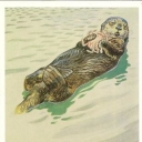 Sea --ape