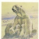Polar bear