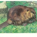 Asian beaver