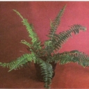 Nephrolepis sublime
