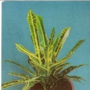 Variegated croton (kodieum painted)