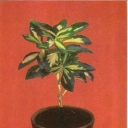 Japanese euonymus, evonimus