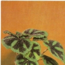 Begonia Mason
