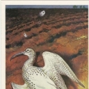 The slender-billed curlew