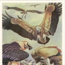 The bearded man, Kumai, griffon vulture