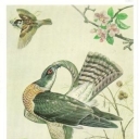 European tyuvik