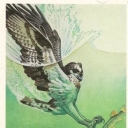 Osprey