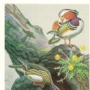 Mandarin