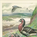 Red-breasted Goose