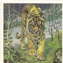Amur Tiger