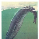 Blue whale
