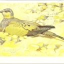 Tibetan Sandgrouse