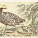 Goose-- Emperor