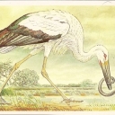 Far stork