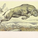 Putoransky bighorn sheep