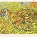 Turan tiger