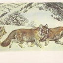 Red Wolf