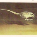 Five-fingered pygmy jerboa