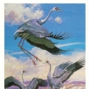 White-naped Crane