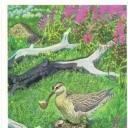 Curlew-baby