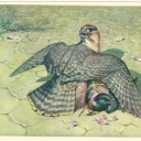 Shaheen (The Redhead desert hawk)
