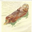 Sea ape
