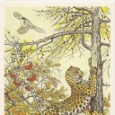 The Amur leopard