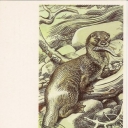Central Asian otter