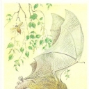 Giant noctule