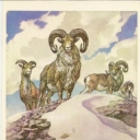 Turkmen mountain sheep