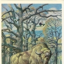 Aurochs