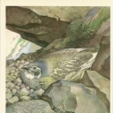 Caspian ular