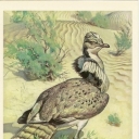 Wobble (bustard)