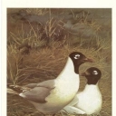 Relict gull