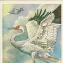 Siberian Crane (White Crane)