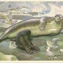 Tailed seal (monk seal)